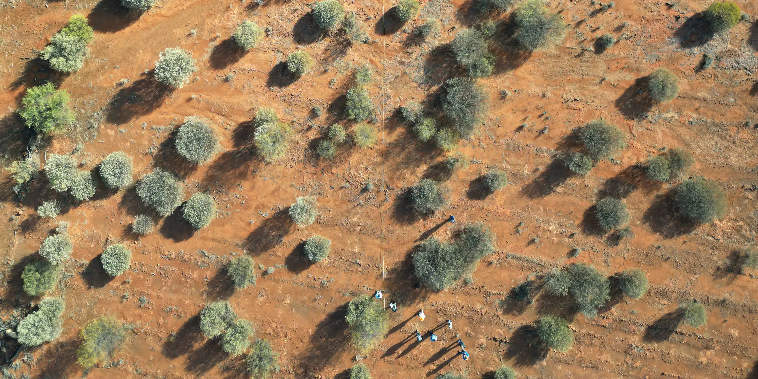 aerial photo of trees regrowing in dry inland area.