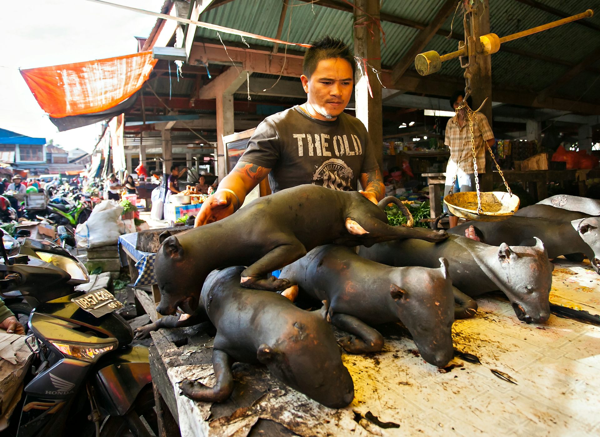 Hewan liar di di pasar satwa Indonesia berisiko tinggi picu zoonosis.