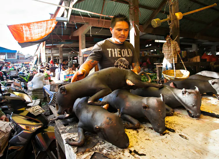 Hewan liar di di pasar satwa Indonesia berisiko tinggi picu zoonosis.