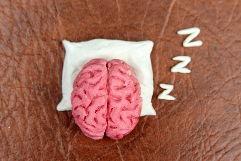 Maquette d'un cerveau en plastique rose reposant sur un oreiller blanc.