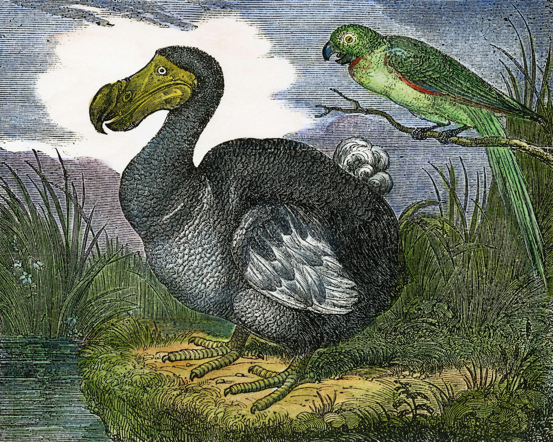 Une gravure de dodo