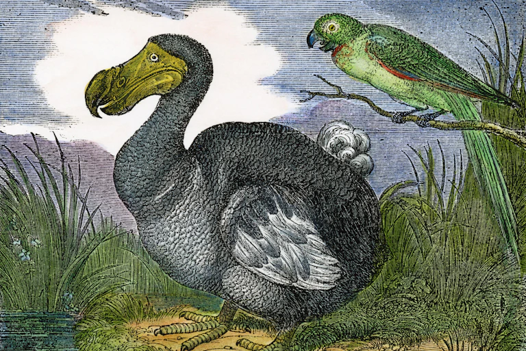Une gravure de dodo