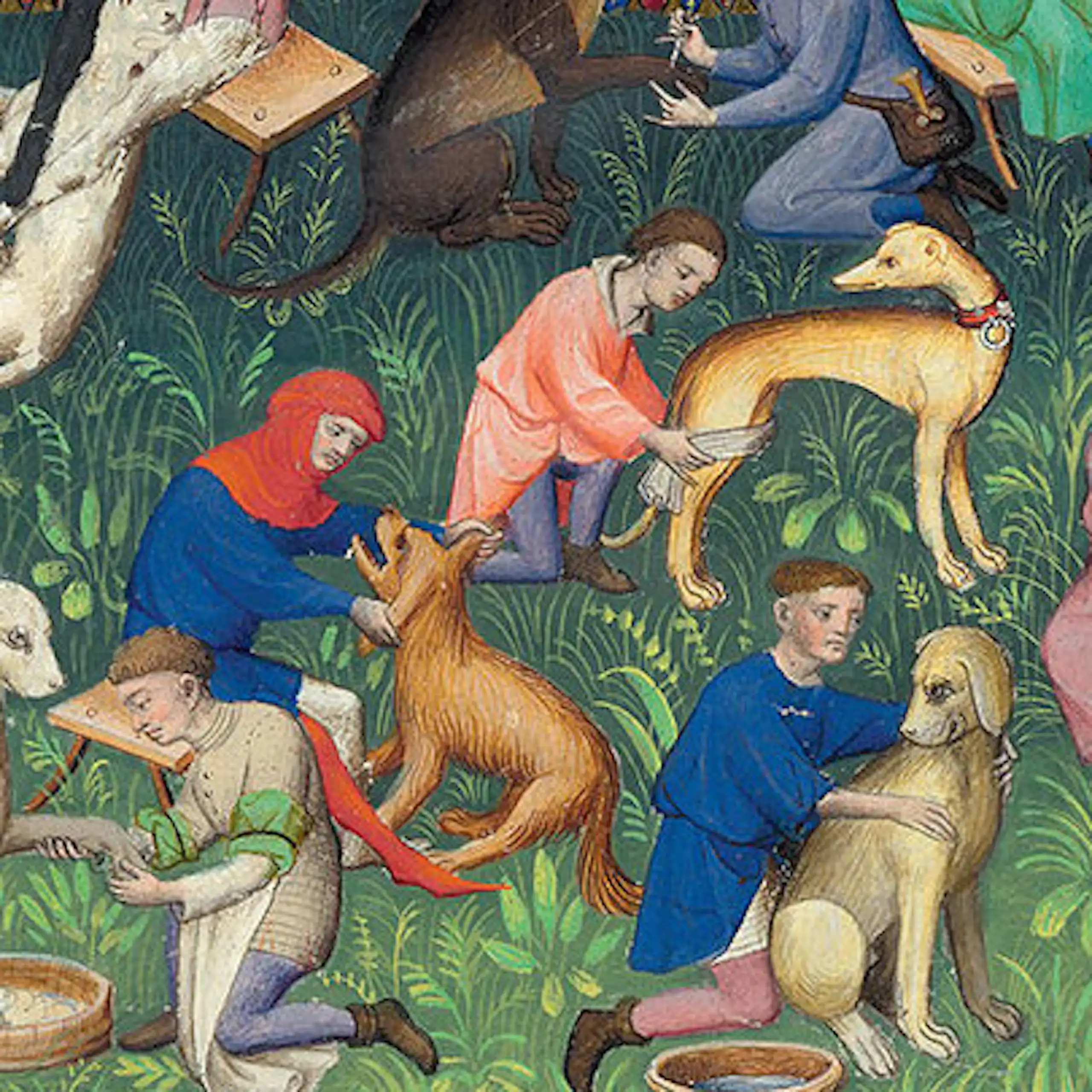 Dogs being taken care of in an image from Livre de la Chasse (Book of the Hunt).