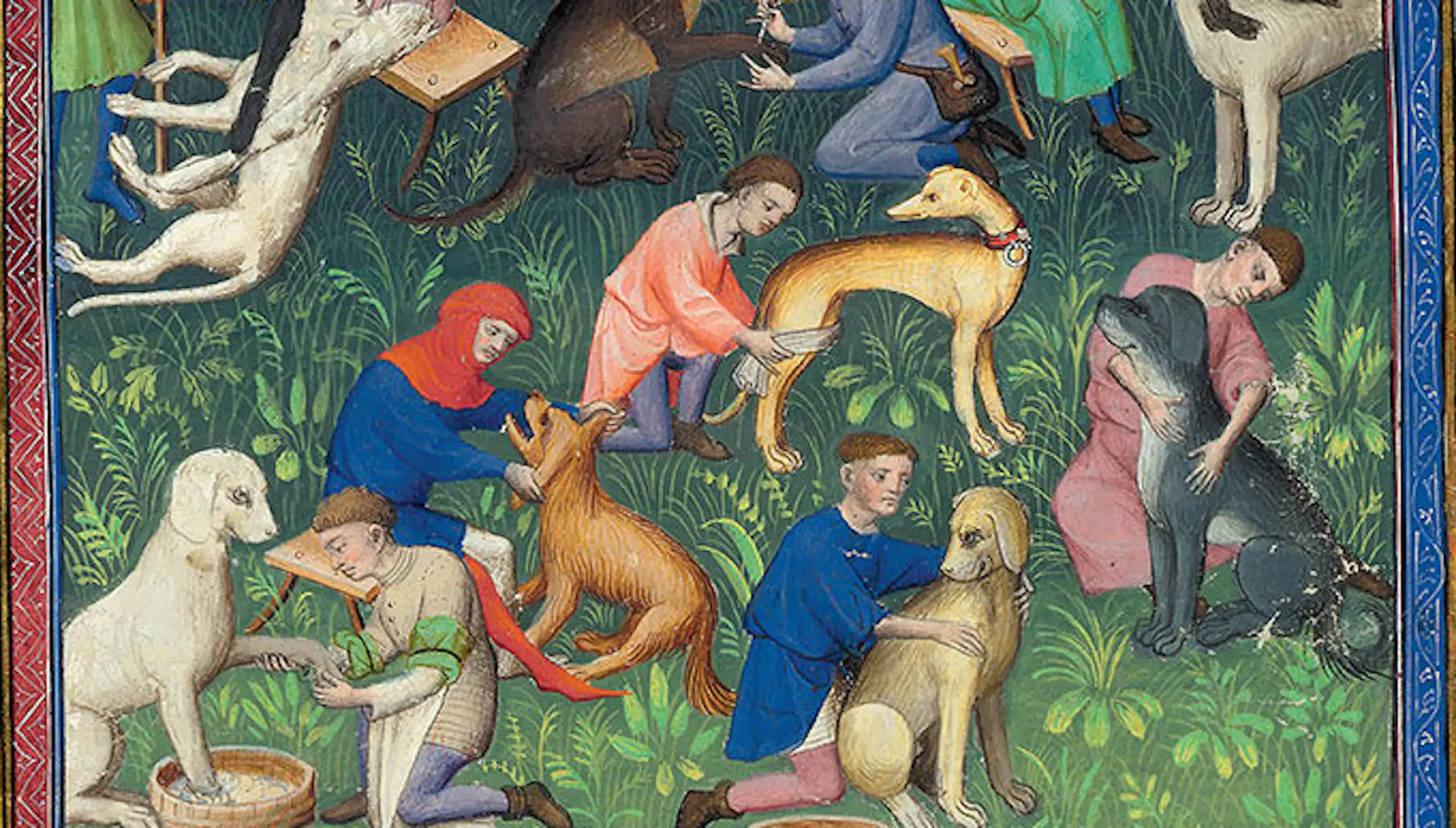 Dogs being taken care of in an image from Livre de la Chasse (Book of the Hunt).