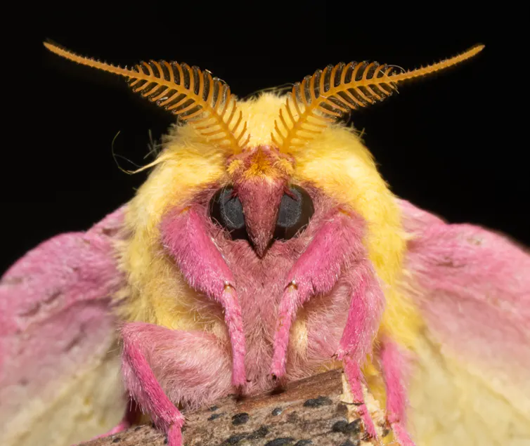 A yellow and pink moth with feathery antennae.