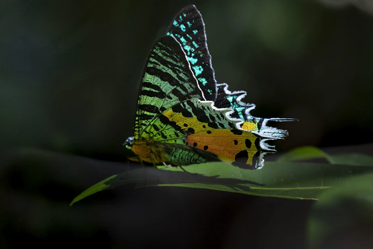 A moth with iridescent green, yellow and purple colouring, sitting on a leaf.