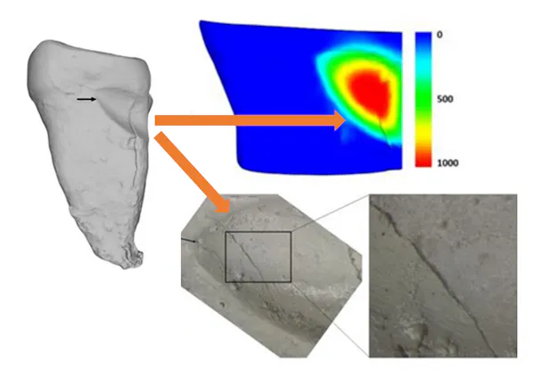 Modelos 3D de dientes de orangután y análisis de microdesgaste.