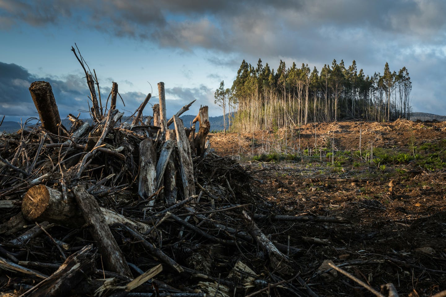 A pile of logs lies in the foreground with a stand of native trees in the background