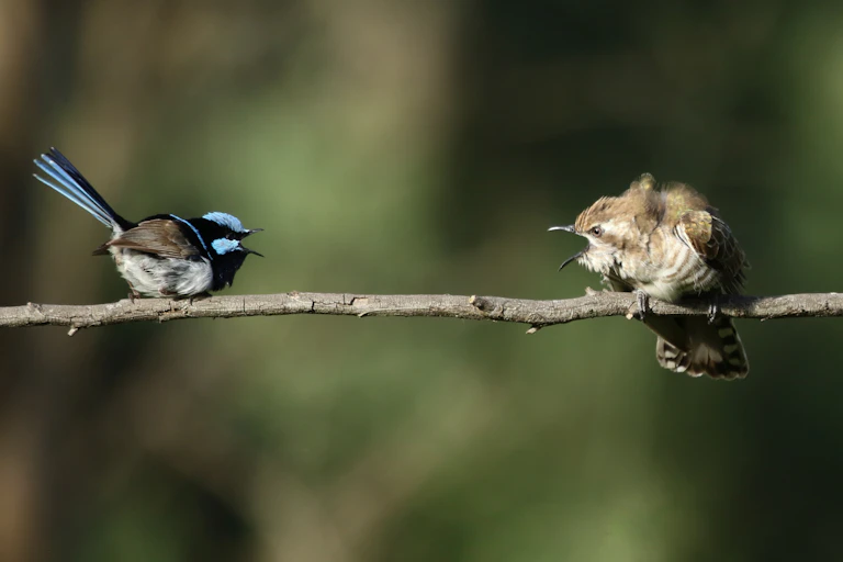 Two birds on a branch, screaming at each other.