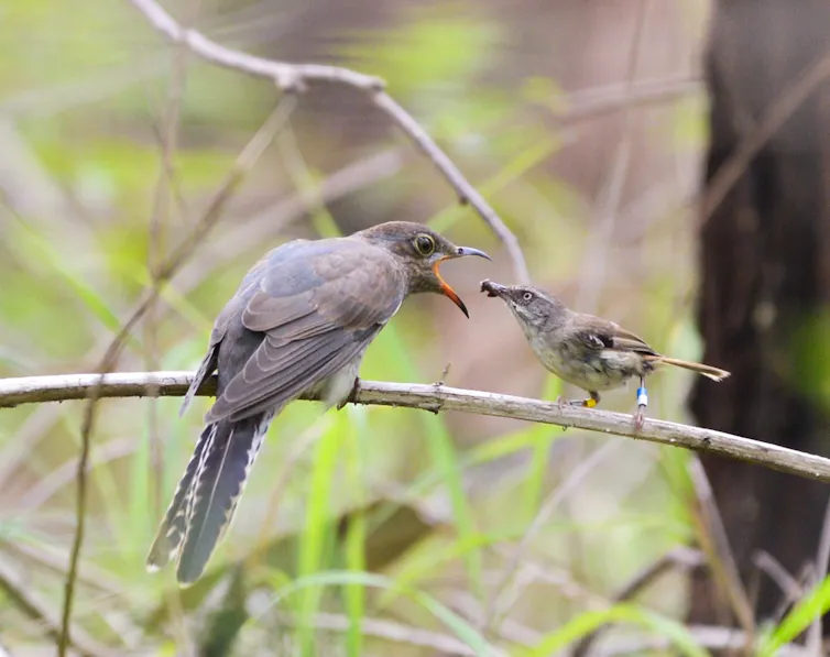 A small bird on a branch feeding another bird.