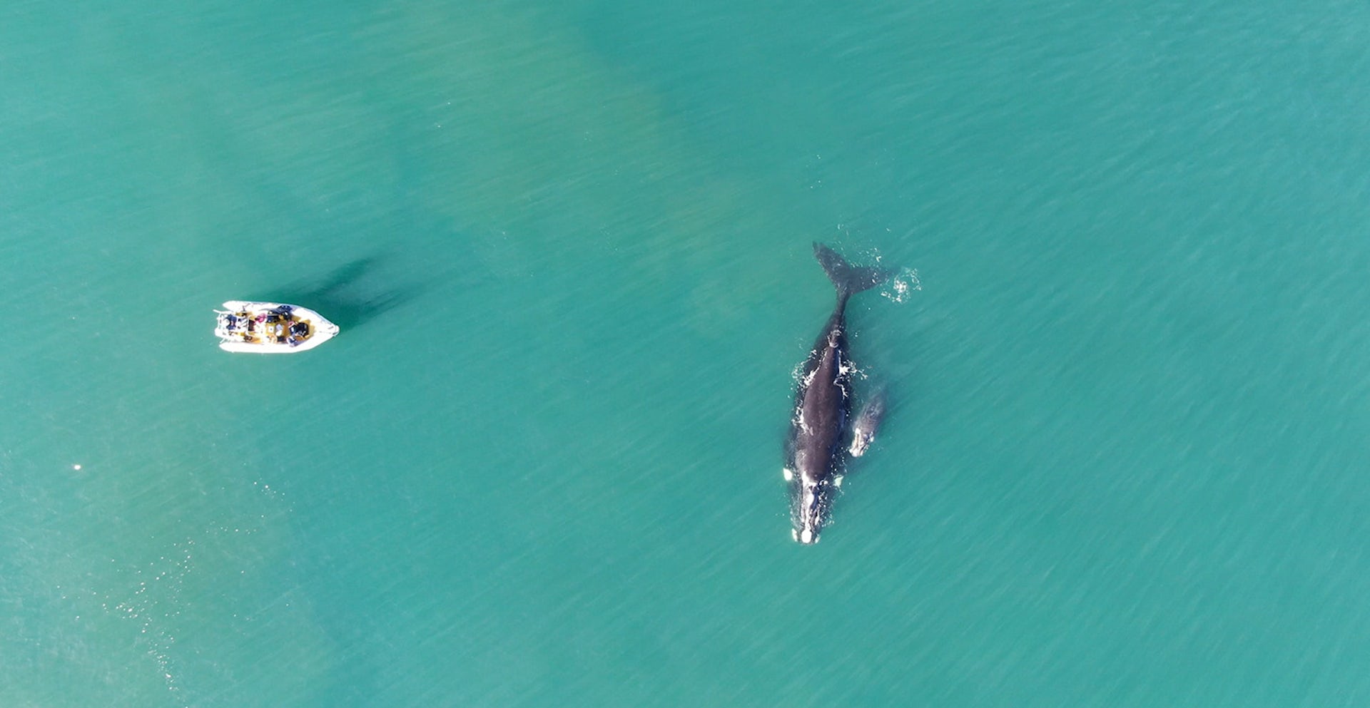 Aerial view of a boat and a whale