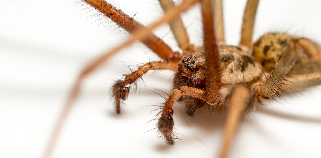 What do spiders really get up to on Halloween? What do spiders really get up to on Halloween?