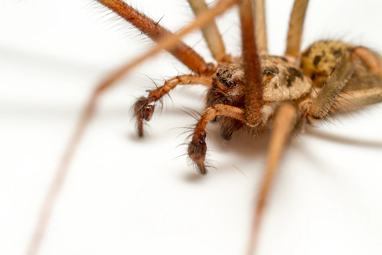 Close up of house spider