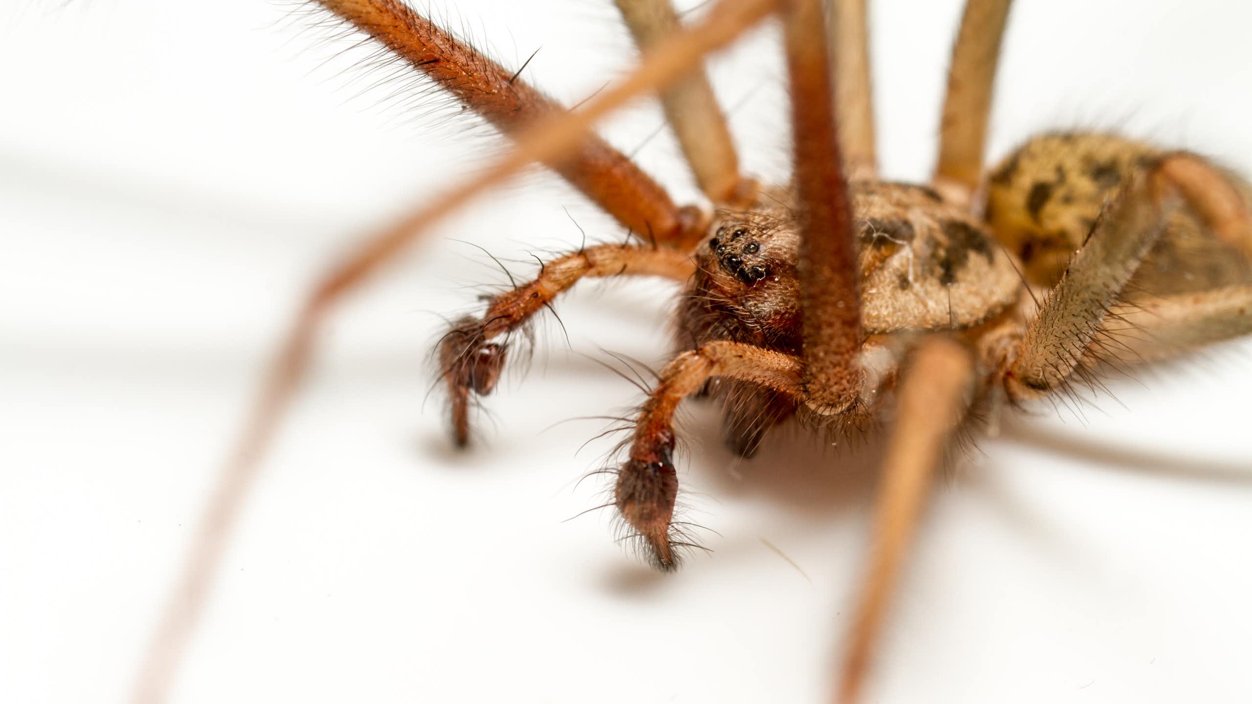 Close up of house spider