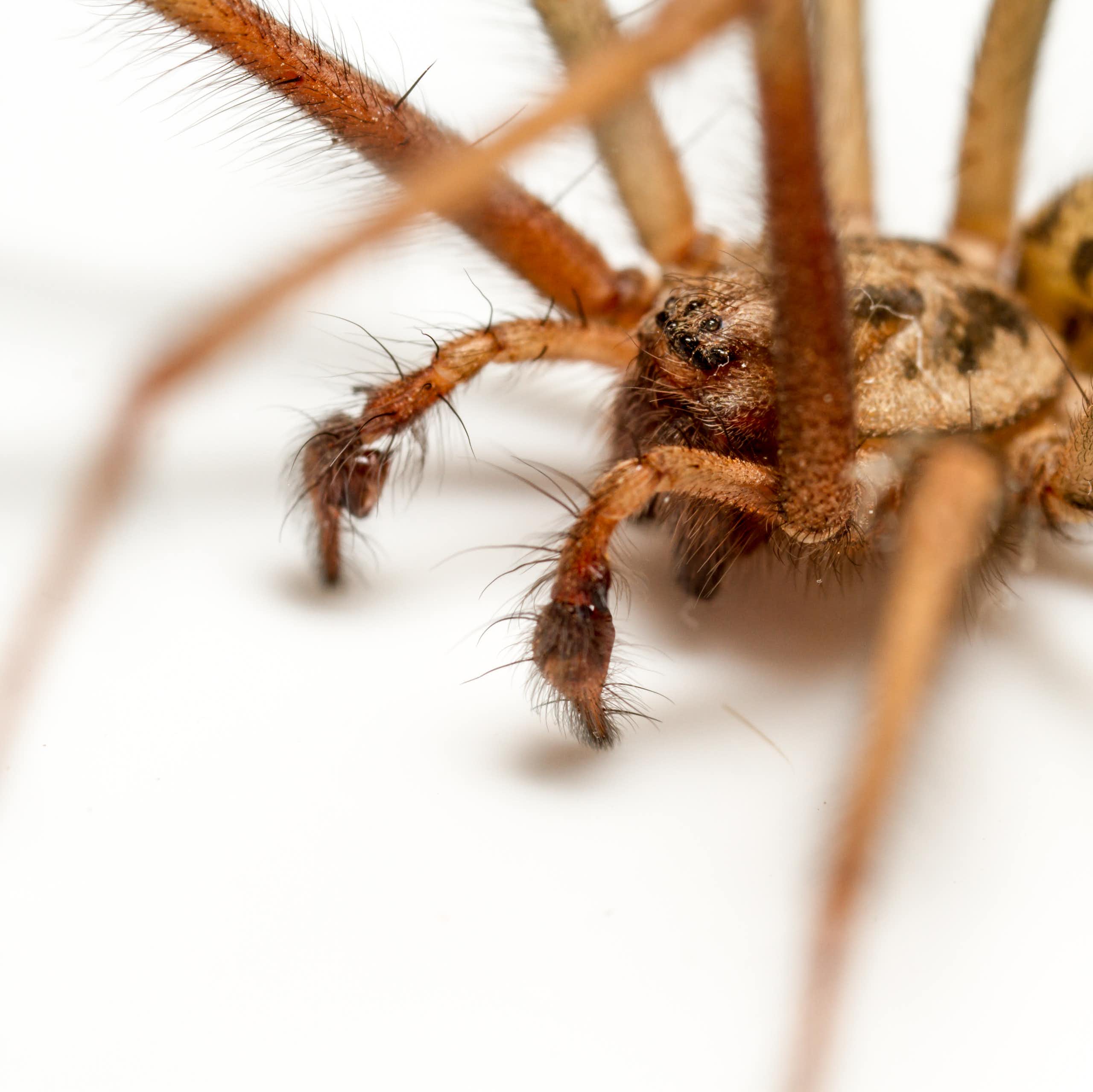 Close up of house spider