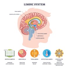 Diagram of the brain's limbic region