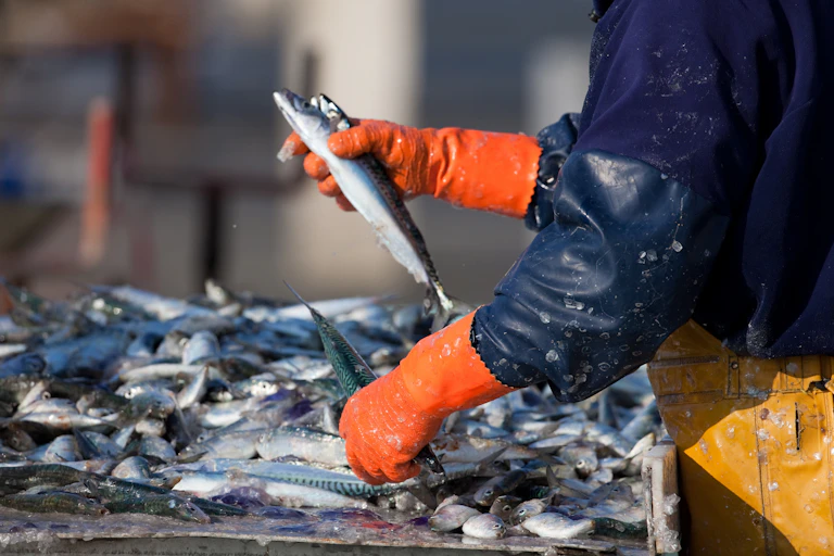 fisher wears orange gloves handling dead mackerel at harbour