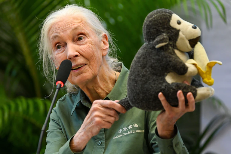 Jane Goodall with toy chimpanzee