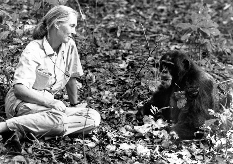 Goodall with chimp