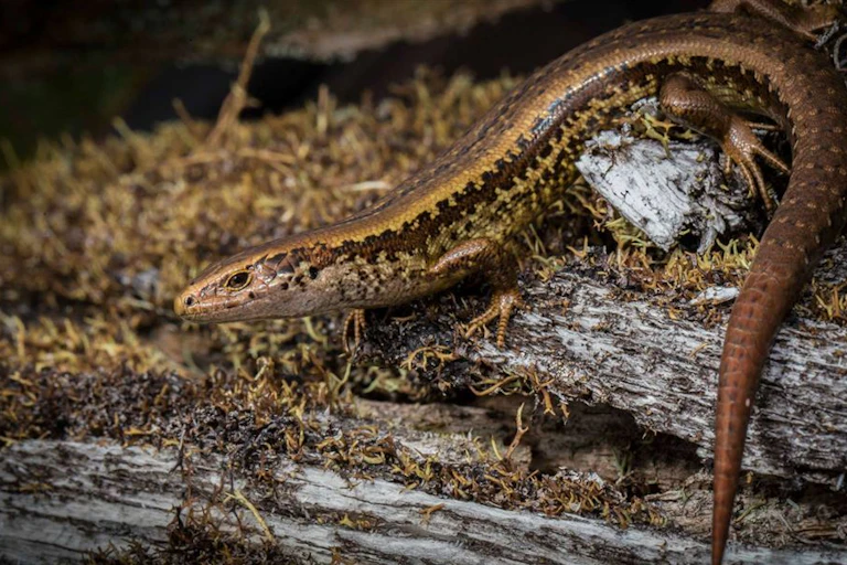 A male Alborn skink (Oligosoma albornense) - this is a rare species known from only one site.