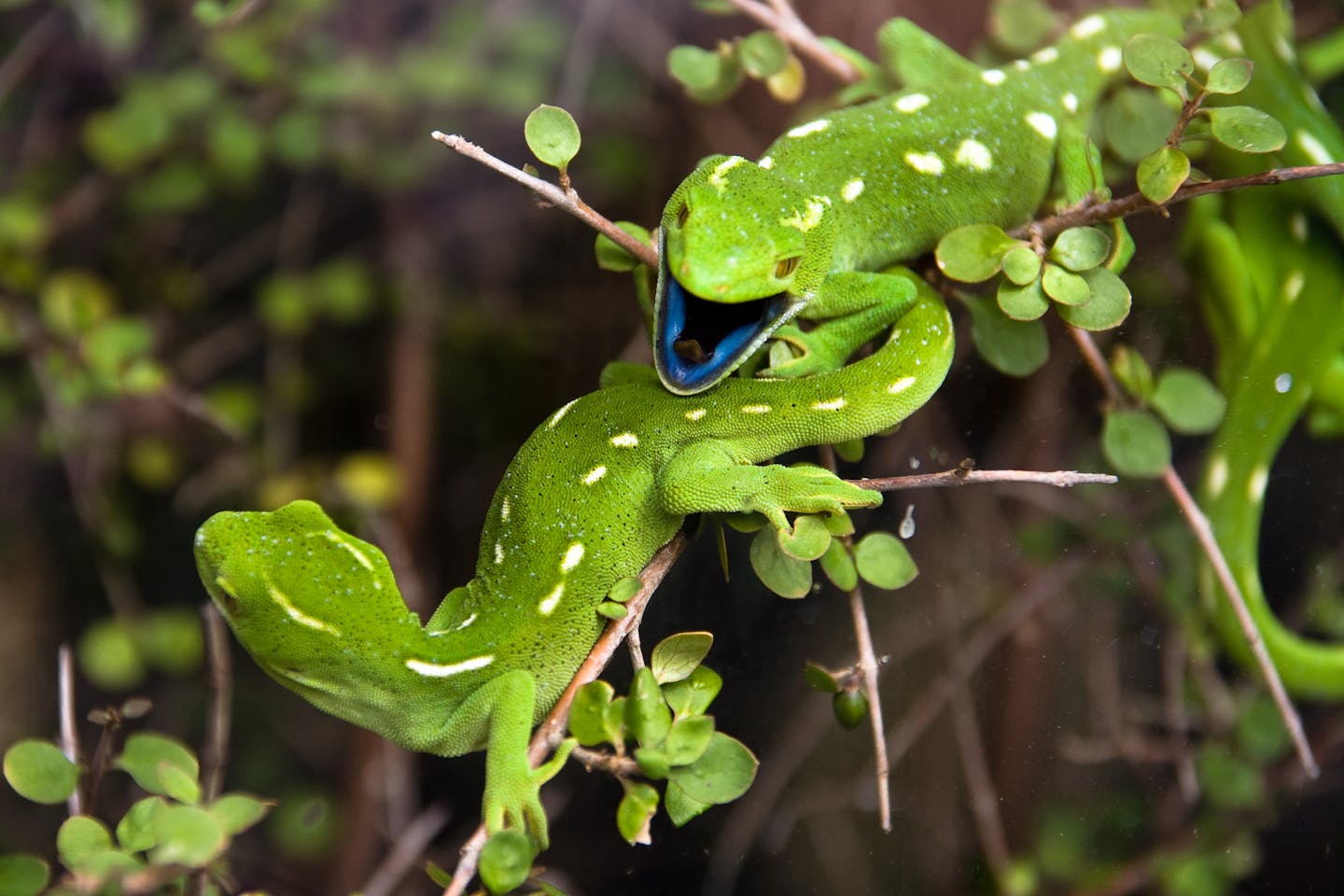 Two geckos, one with its mouth open showing a blue tongue.