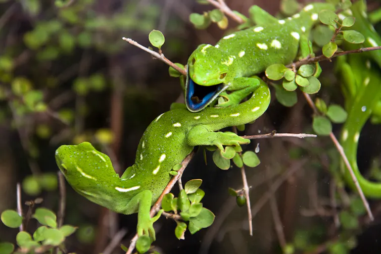 Two geckos, one with its mouth open showing a blue tongue.