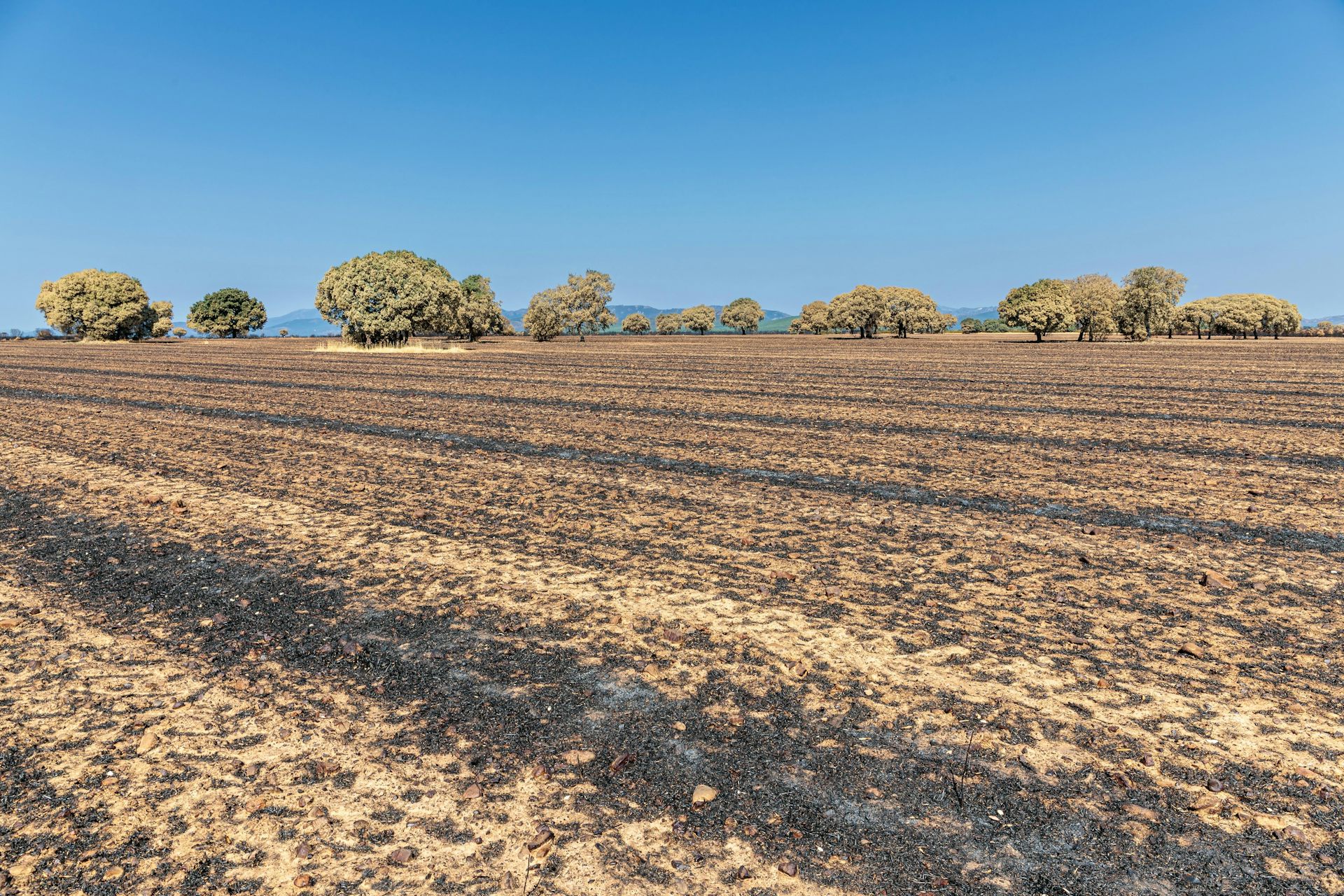 Tierras de cultivo y encinas quemadas
