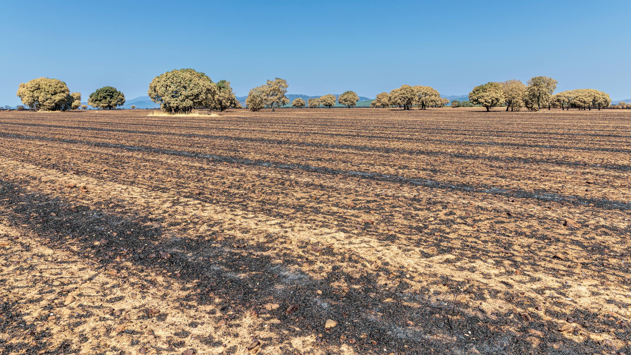 Tierras de cultivo y encinas quemadas