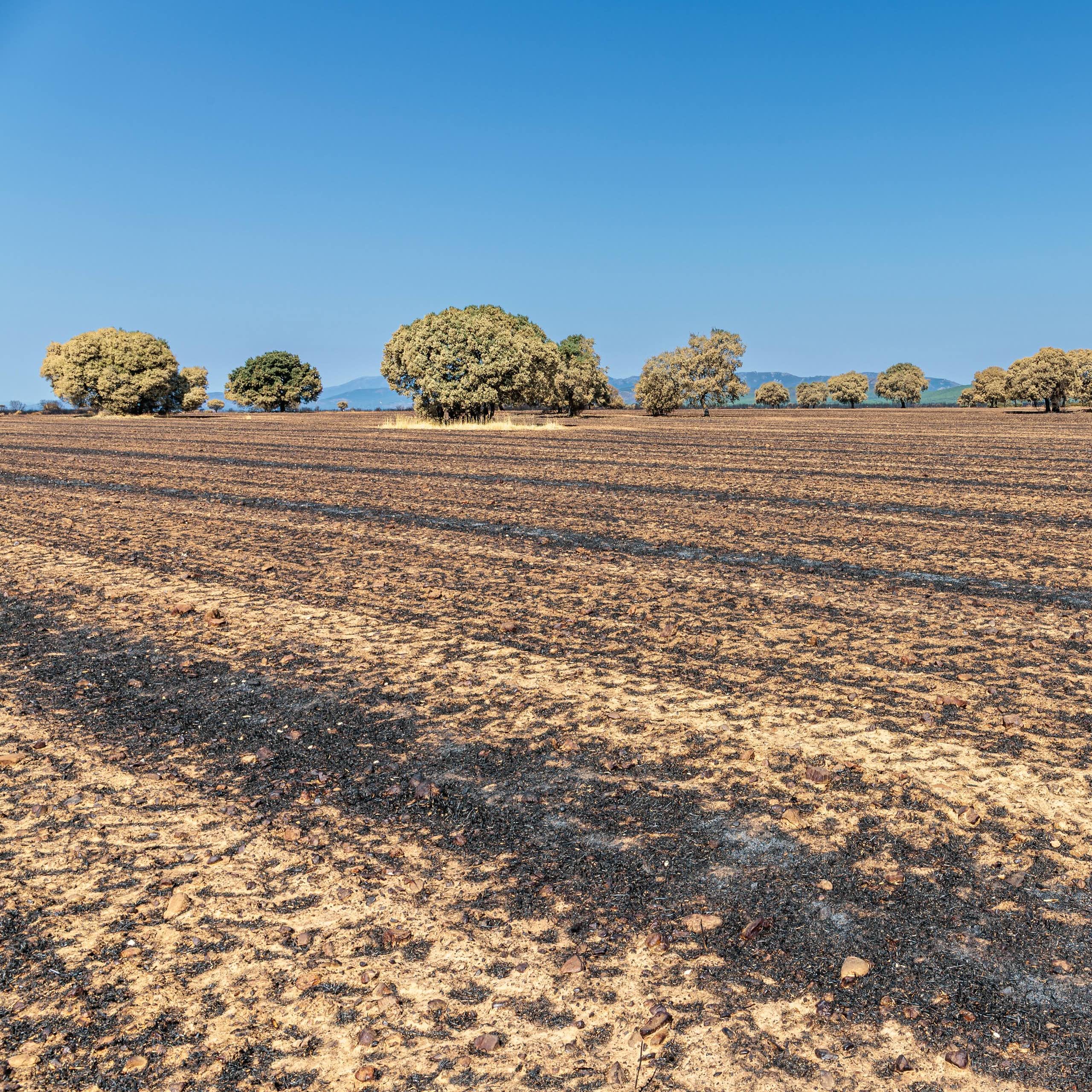 Tierras de cultivo y encinas quemadas