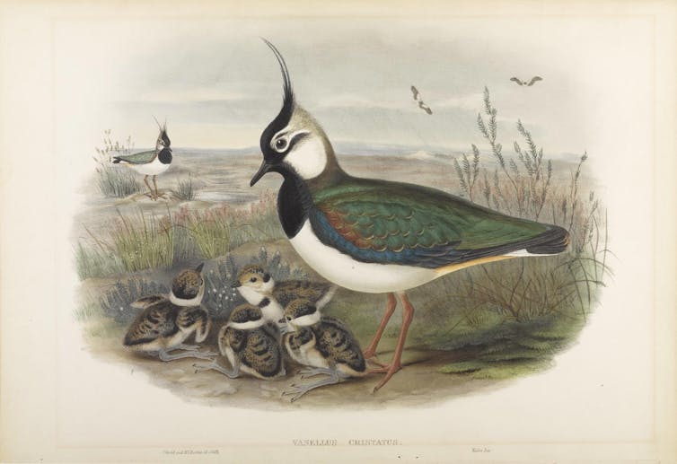 painting of lapwing and chicks