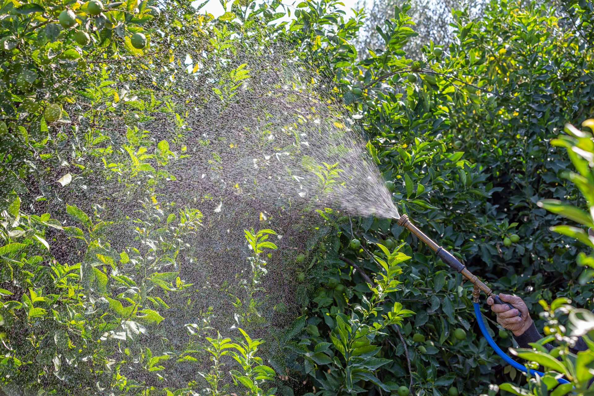 Una manguera expulsa pesticidas en un cultivo.
