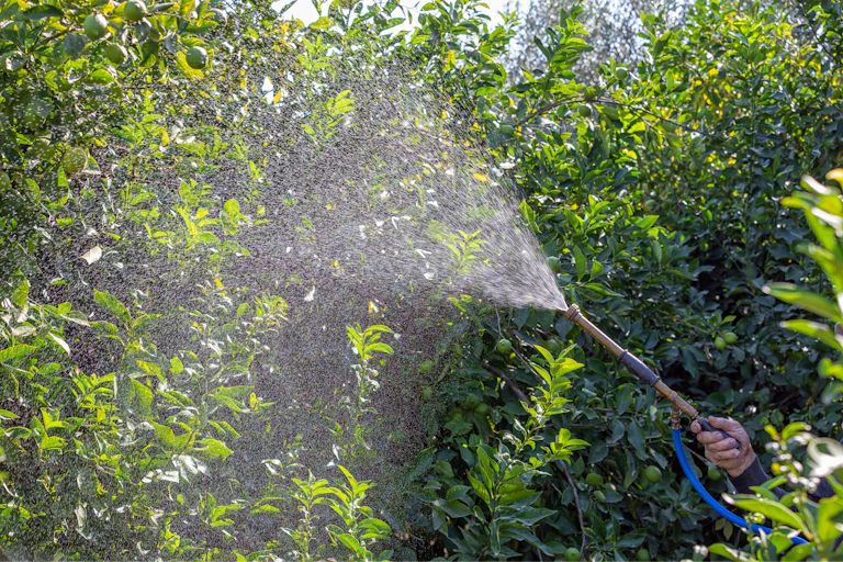 Una manguera expulsa pesticidas en un cultivo.
