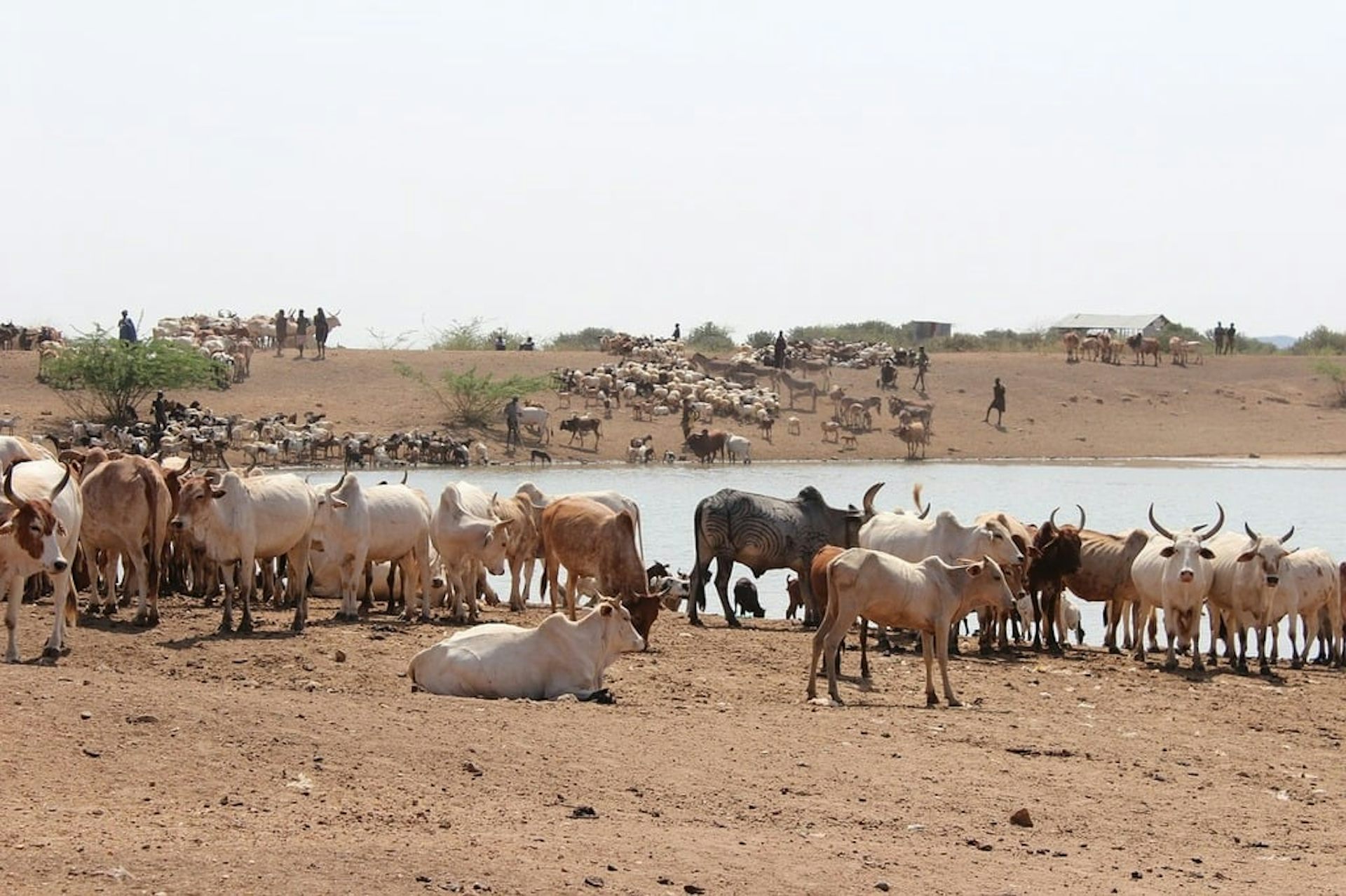 A herd of cattle by a water body