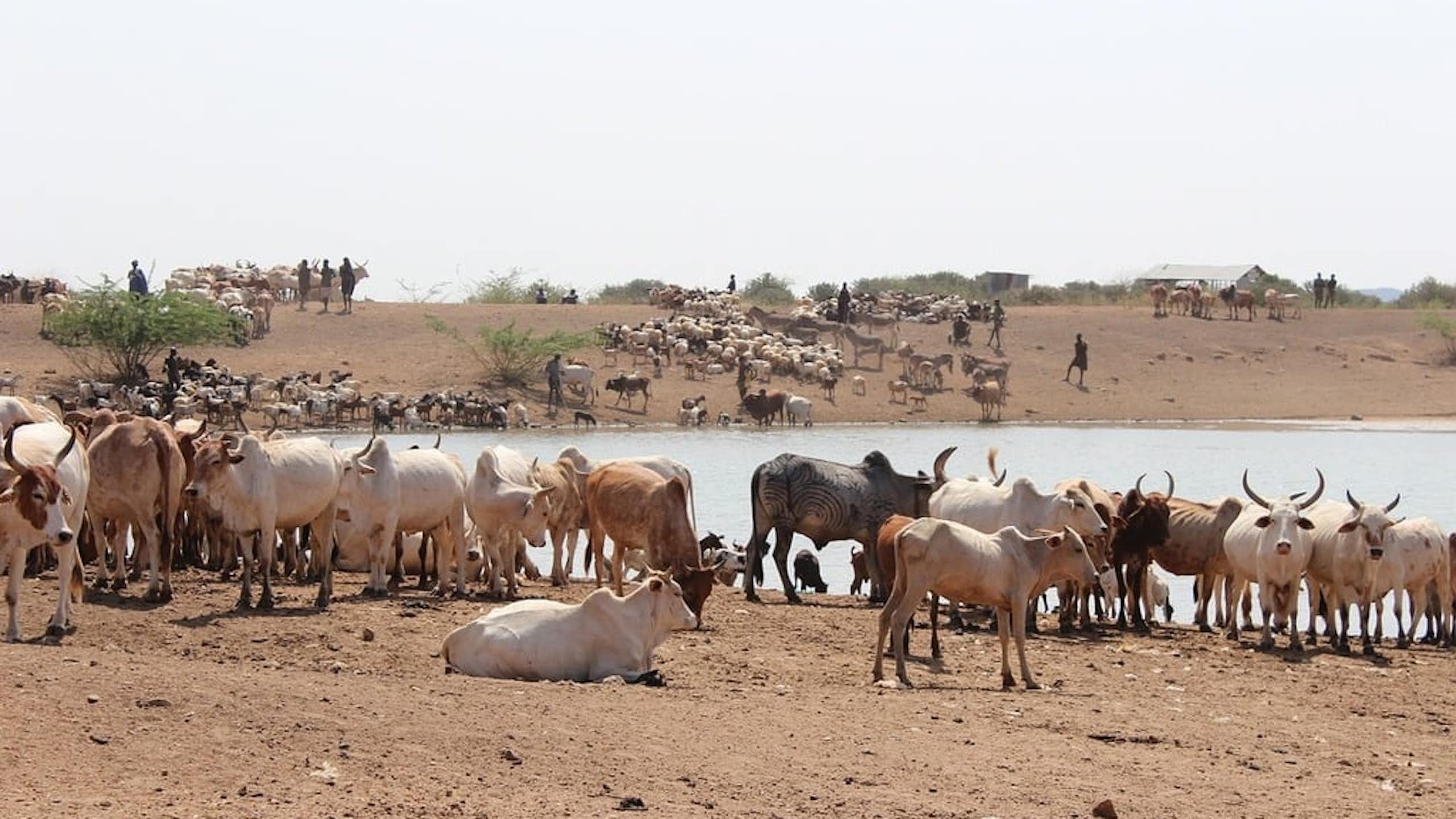A herd of cattle by a water body