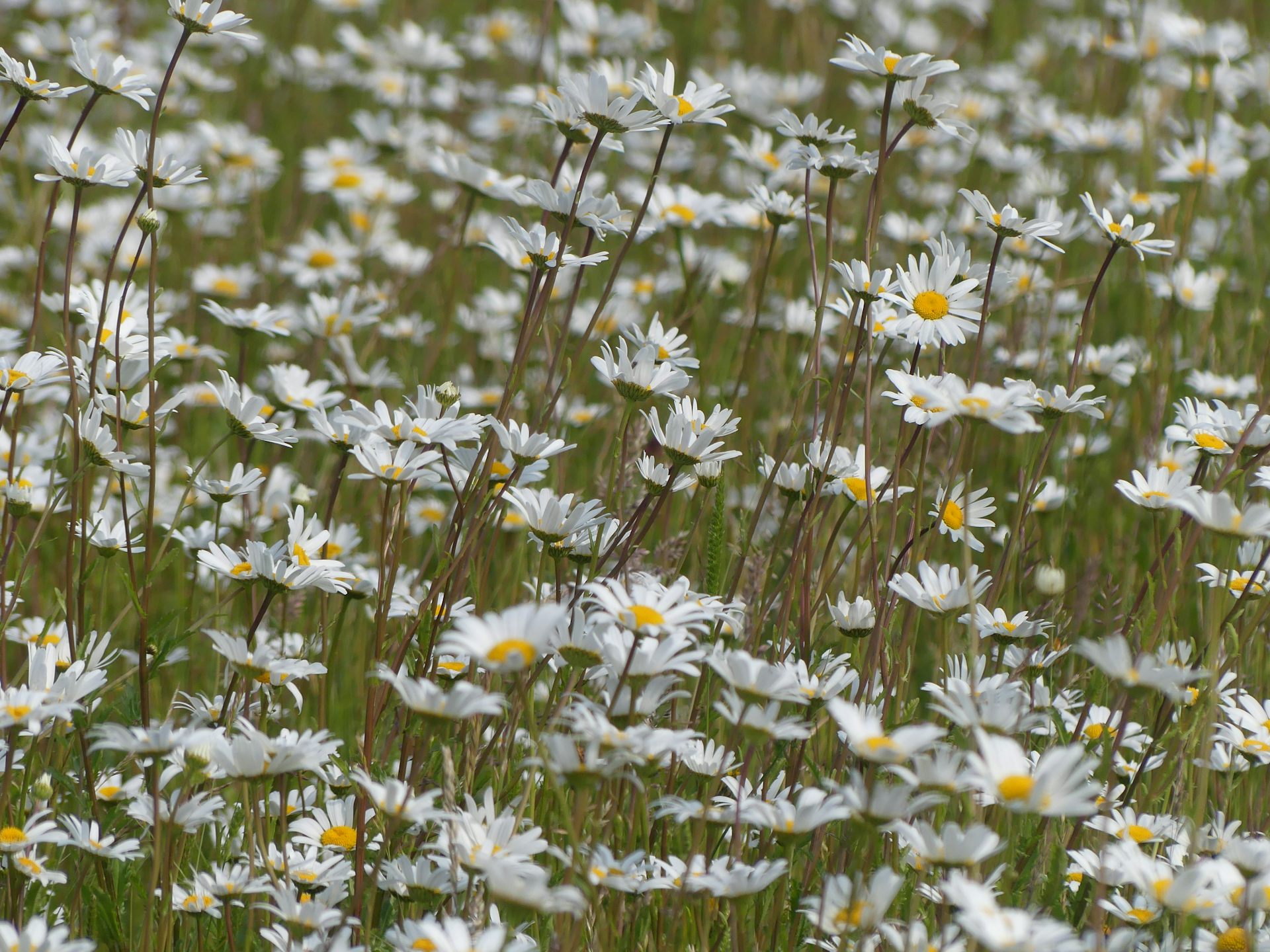 How the National Trust’s art collections can shape meadow restoration