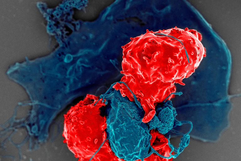 Micrograph of two red blobs latching onto a larger blue blob