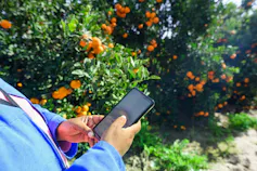 A view of someone's hands holding a smartphone - standing in front of orange groves