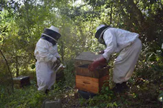 Two women in full beekeeping suits inside a forest taking honey out of a wooden hive