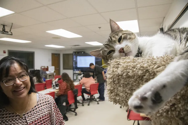 A woman smiles at a cat that is resting on a cat bed, in a classroom with people seated nearby.
