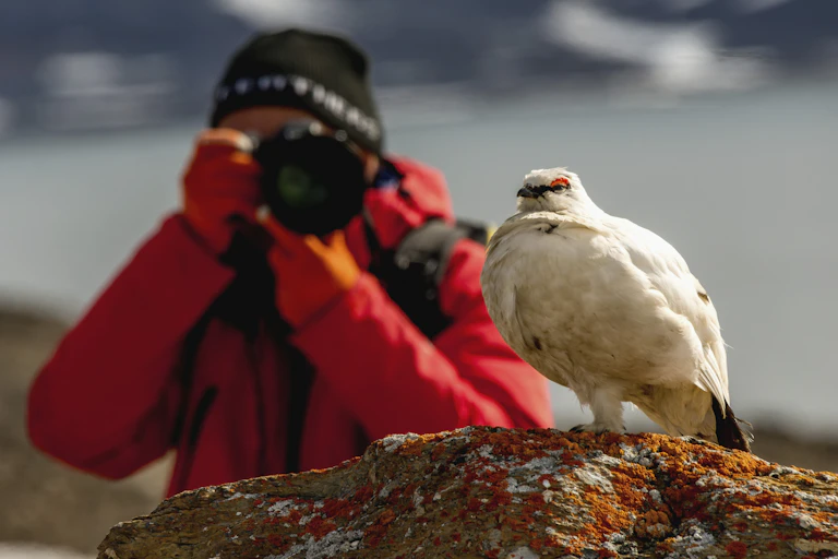 White bird with a photographer in the background