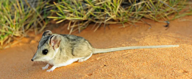 A small mouse-like dunnart sits on red sand.
