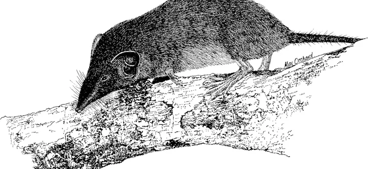 A long-nosed furry shrew runs along a speckled white branch.