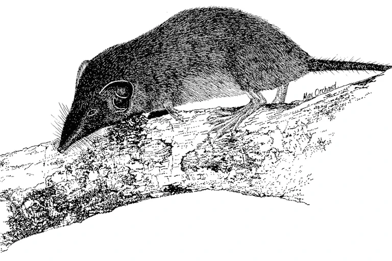 A long-nosed furry shrew runs along a speckled white branch.