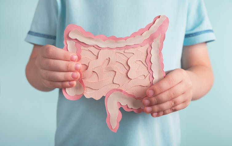 Uma pessoa segurando um modelo de papel de um intestino na frente do corpo.