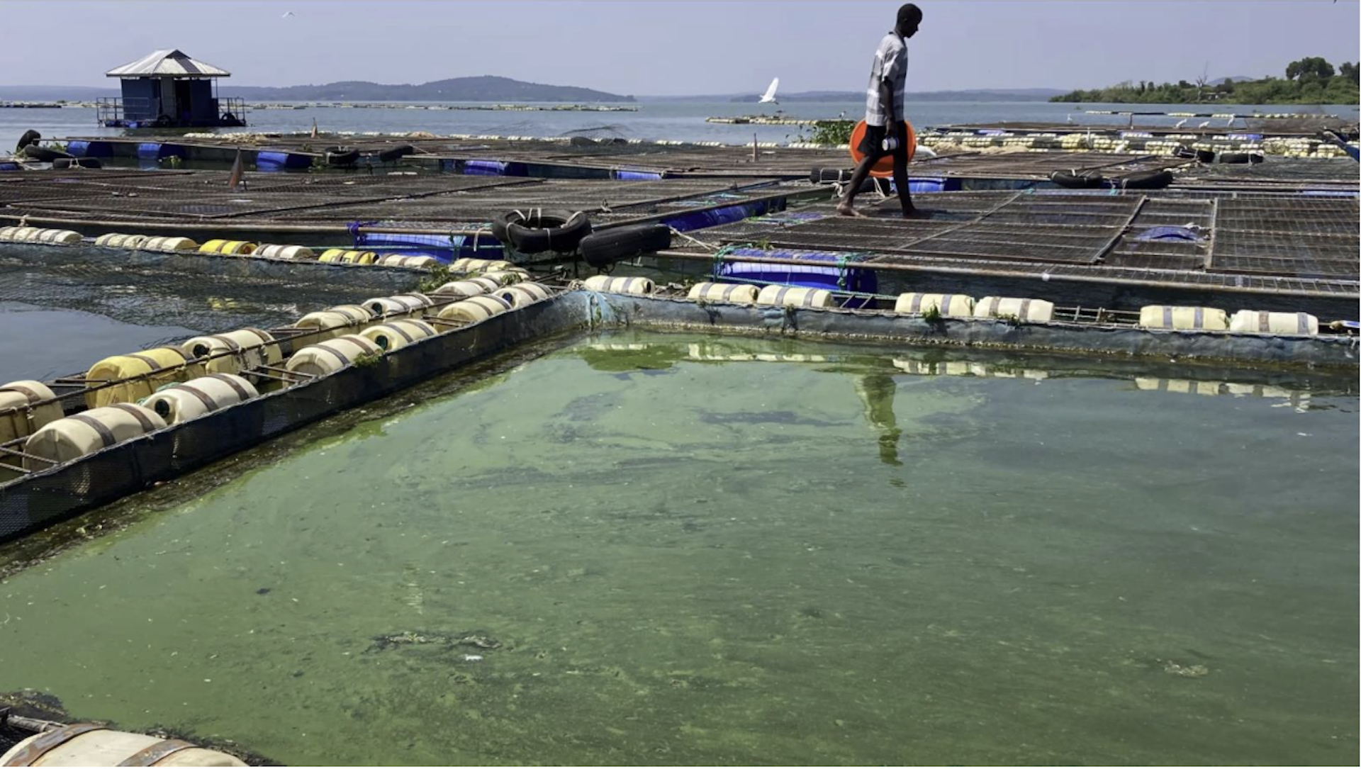 A man walking around the perimeter of water cages with a green layer on the top