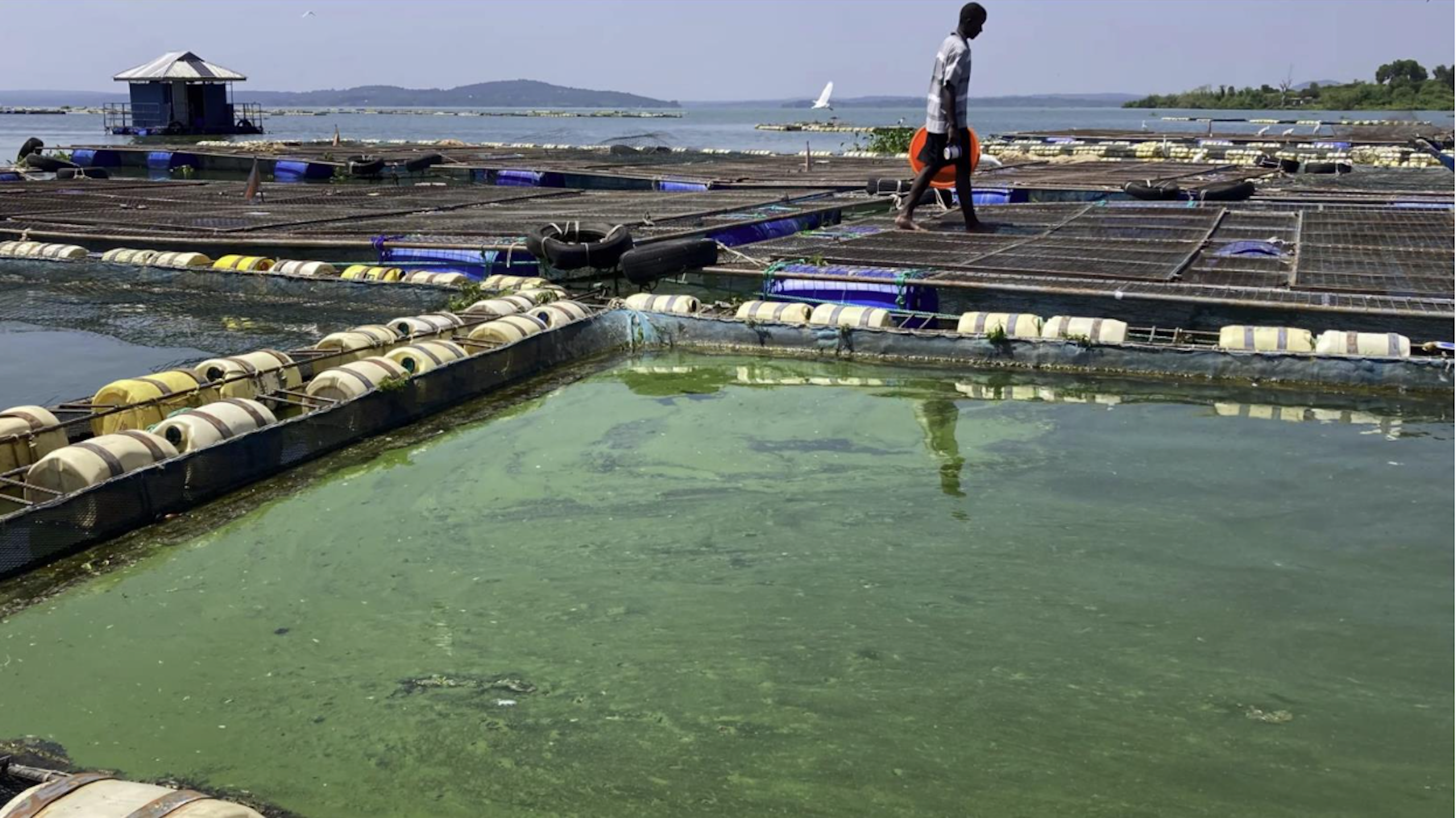 A man walking around the perimeter of water cages with a green layer on the top