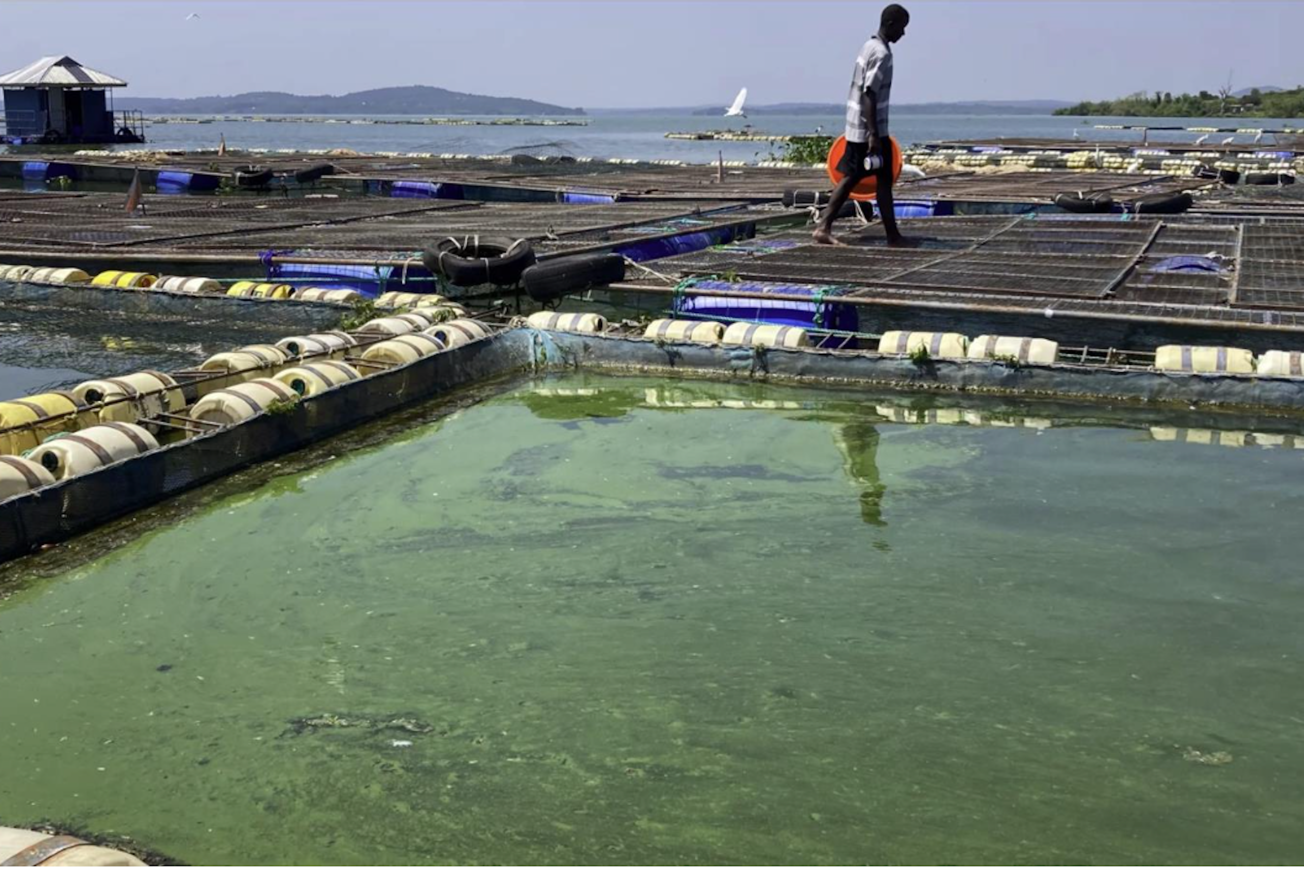 A man walking around the perimeter of water cages with a green layer on the top