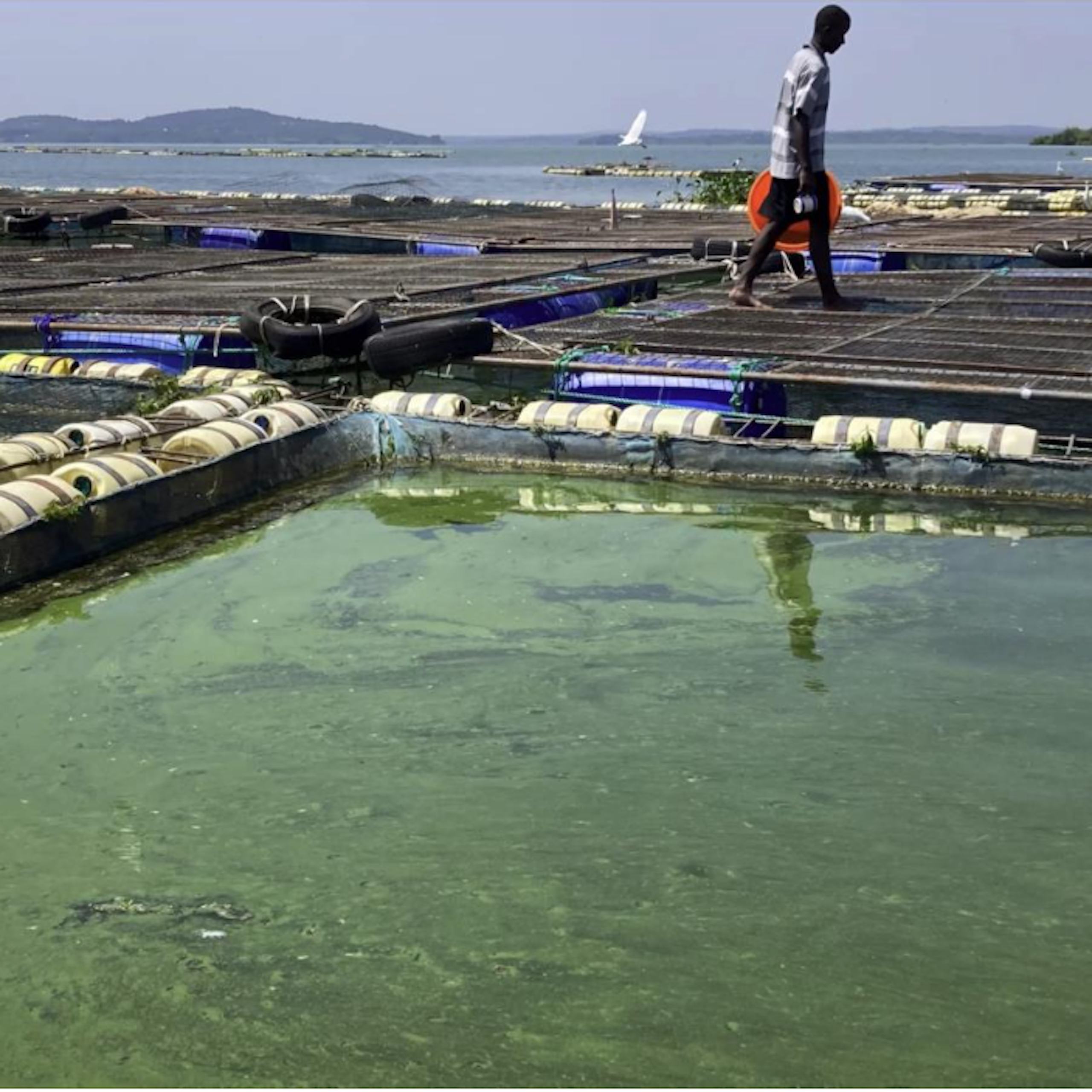 A man walking around the perimeter of water cages with a green layer on the top