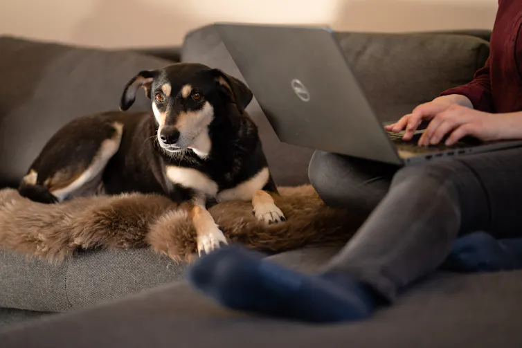 Mongrel dog Franky lies on a fur on the couch while a woman next to her is working on her laptop