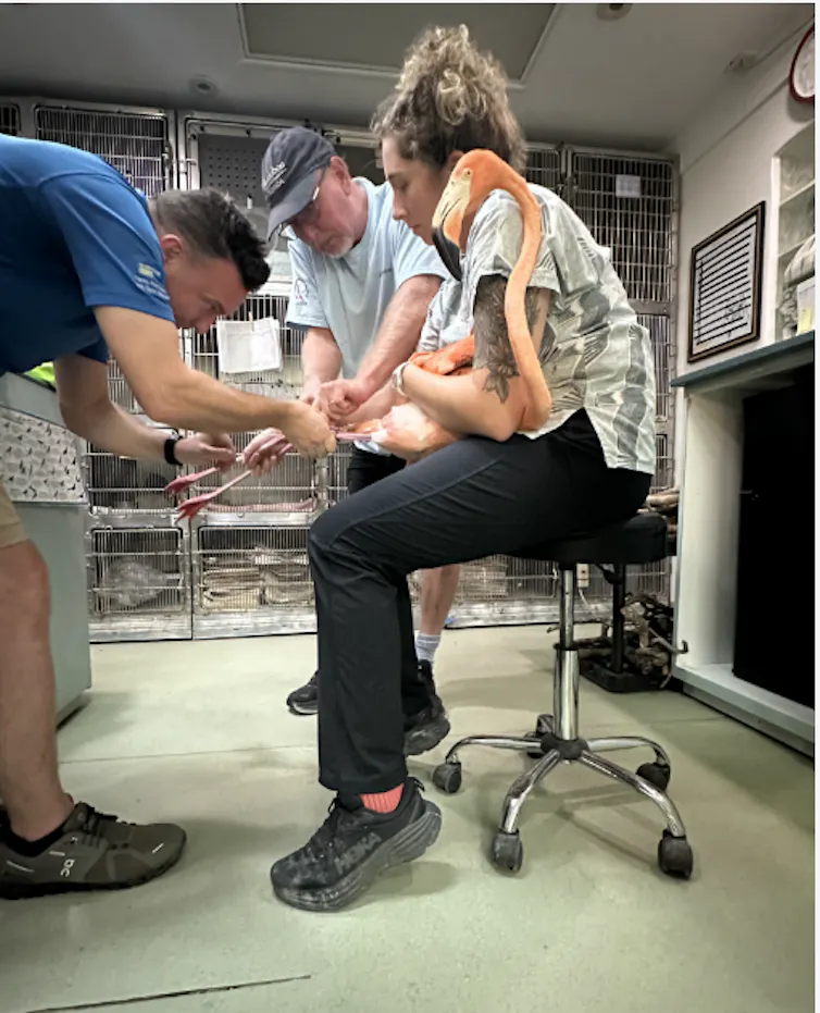A woman holds a flamingo while two men are trying to put a band on its leg.